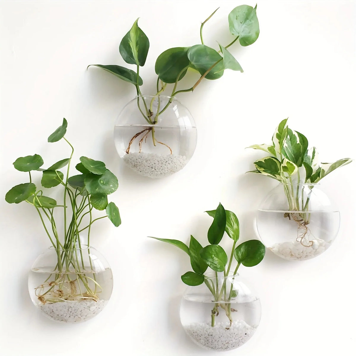 Bubble Wall Terrarium | Hanging Glass Hydroponic Planter